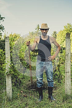 Man in the vineyard with the hay fork