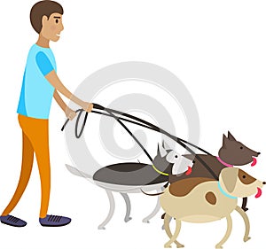 Man volunteer walking dogs vector icon isolated on white