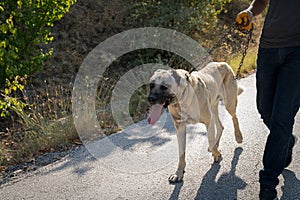 Man walk with Anatolian shepherd dog Sivas kangal kopek, kopegi photo