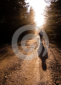 Man walk on a dirt road in a forest among tall green trees illuminated by the sunrise sun