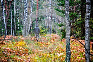 man walk in fall woods