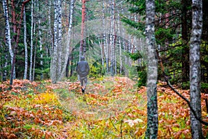 man walk in fall woods photo