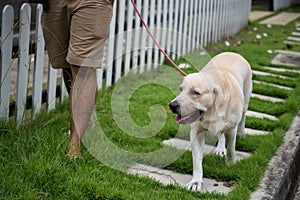 Man walk with Labrador dog
