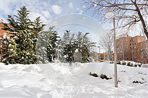 Man walking alone on the street full of snow with pine trees alongsid