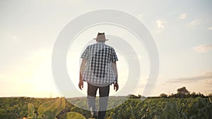 A man is walking along a green field at sunset. Browse agricultural products