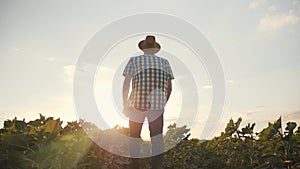 A man is walking along a green field at sunset. Browse agricultural products