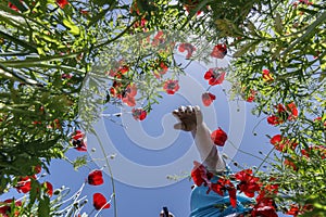 A man walking along a poppy field and a camera taking him off the ground