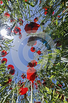 A man walking along a poppy field and a camera taking him off the ground