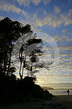 Man walking on the beach below gnarled trees at sunset, Tonquin Beach, Tofino