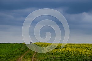 Man walking through blossoming field of yellow rapeseed field in a stormy spring day, in Romania