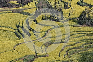 Man walking in a canola field, rapeseed flower field with morning fog in Luoping, China, near Kunming