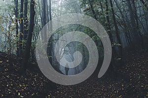 Man walking in dark mysterious forest with fog after rain