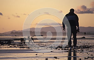 Man walking the dogs on a beach at sunset