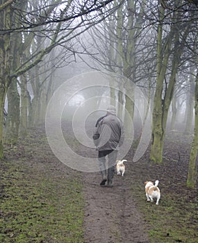 Man walking dogs in wood