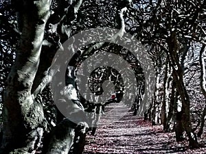 a man walking down a path surrounded by trees covered in purple flowers