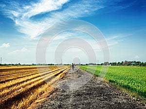 A man walking down on the rural road between golden and green rice field