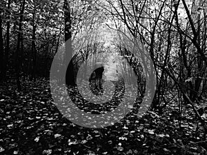 Man walking by footpath in dark misty forest in autumn