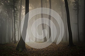 Man walking in a forest with fog under huge trees