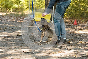 Man walking with french bulldog in the park. Bulldog puppy on training with his owner outdoors. Instructor teaches a dog