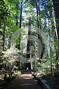 Man walking through giant redwoods