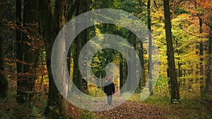 Man walking in a gorgeous forest in autumn