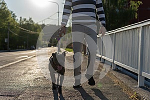 Man walking his dog apbt American pit bull terrier going out from his building home lower section of feet of unknown man and dog