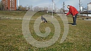 A man is walking with his dog on the lawn. Slow motion of a young man loving the owner of a dog in a city park, a happy