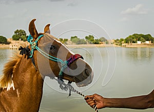 Man walking his horse holding bridle