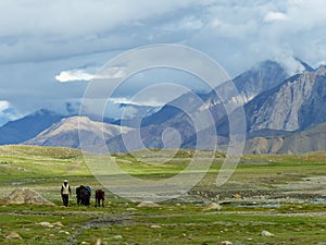 Man walking with his mules in the immensity of a Tibetan plateau in Ladakh, India.