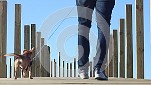 Man walking his small dog on boardwalk