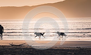 A man walking his two dogs on the beach at sunset