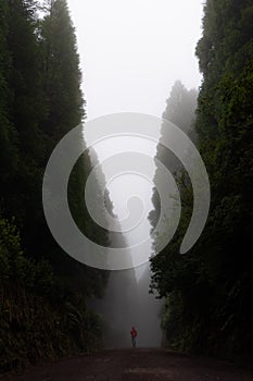 Man walking through the path in a dreamy forest with lot of fog