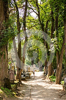 Man walking on a path in Sighisoara cemetery