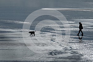 Man walking pet dog on wet beach.