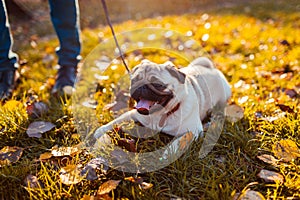 Man walking pug dog in autumn park. Happy puppy sitting on grass by man`s legs. Dog resting