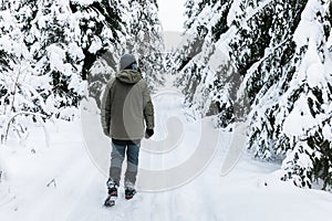 Man walking on snow covered forest. Beautiful winter time. Back view