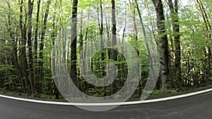 Man walking through tree forest to the lake in natural park