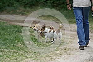 Man walking two dogs