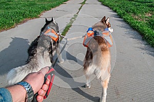 Man walking two husky dogs in park, rear view. Siberian husky with orange backpacks running on the summer road.