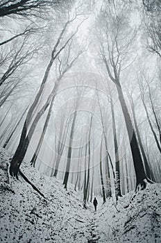 Man walking in winter forest with snow trough trees