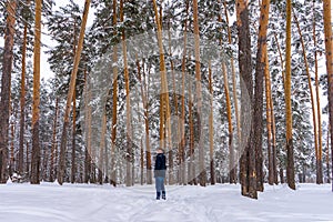 Man walking in winter snow covered forest in cloudy day. Man standing against landscape with pine trees. Human and nature, weekend