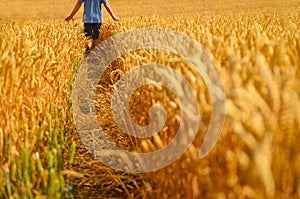 Man walking in yellow rye field