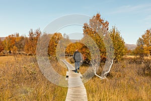 Man walks away between autumn Birch Trees on a plank walk.