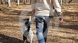 Man walks with dog in autumn park at sunny day. Man walking with a Dalmatian dog, view from the back