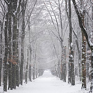 man walks dogs in snow covered forest near utrecht in holland