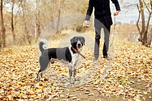 Man walks in the fall with a dog Spaniel with long ears in the autumn Park. Dog frolics and plays on nature in autumn yellow folia