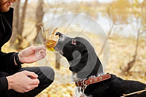 Man walks in the fall with a dog Spaniel with long ears in the autumn Park. Dog frolics and plays on nature in autumn yellow folia
