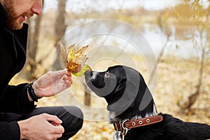 Man walks in the fall with a dog Spaniel with long ears in the autumn Park. Dog frolics and plays on nature in autumn yellow folia