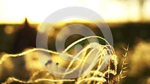 A man walks on a field at sunset