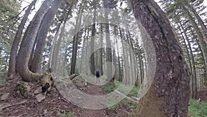 Man Walks Through High Forest in Olympic